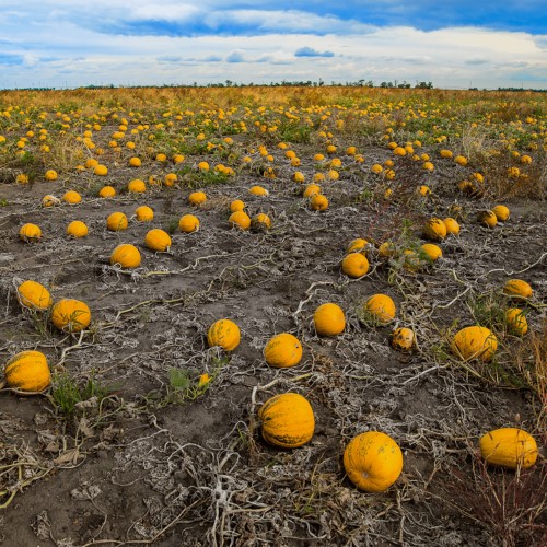 Bio-Oelkuerbisfeld - organic oil pumpkin patch - patchwork de citrouilles à l'huile biologique