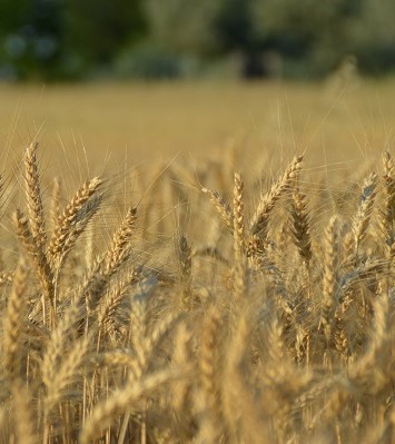 Bio-Hartweizen, Bio-Durum